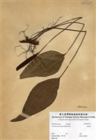 藏品(燕尾蕨)的圖片